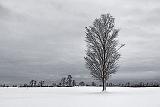 Lone Winter Tree_33950
